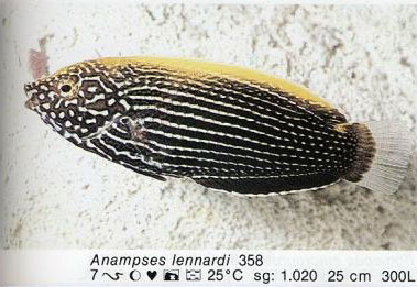 Anampses lennardi